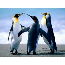 Pościel bawełniania