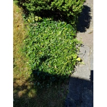 Kopia Kopia Pościel bawełniania